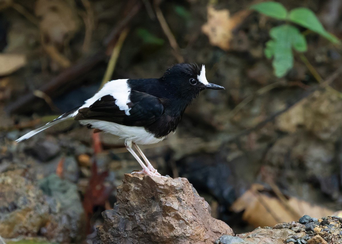 White-crowned Forktail (Malaysian) - ML627088044