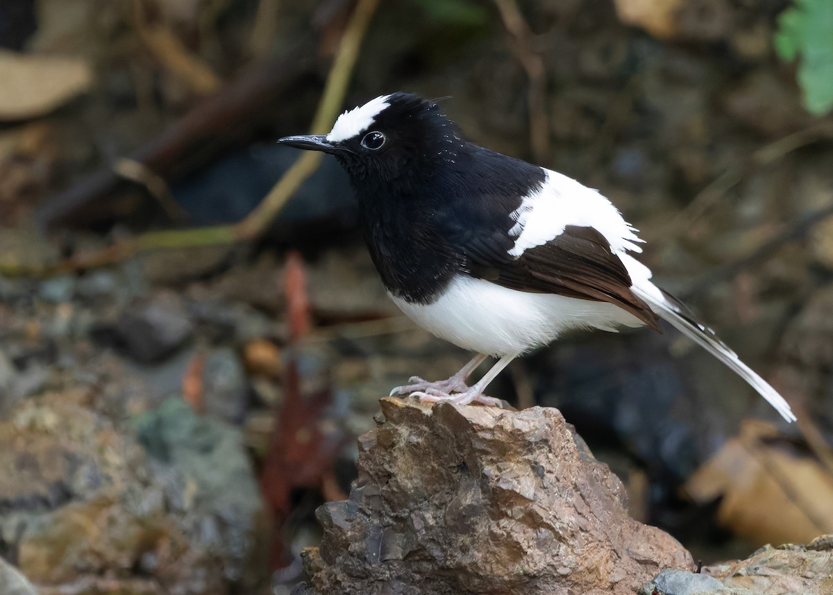 White-crowned Forktail (Malaysian) - ML627088045