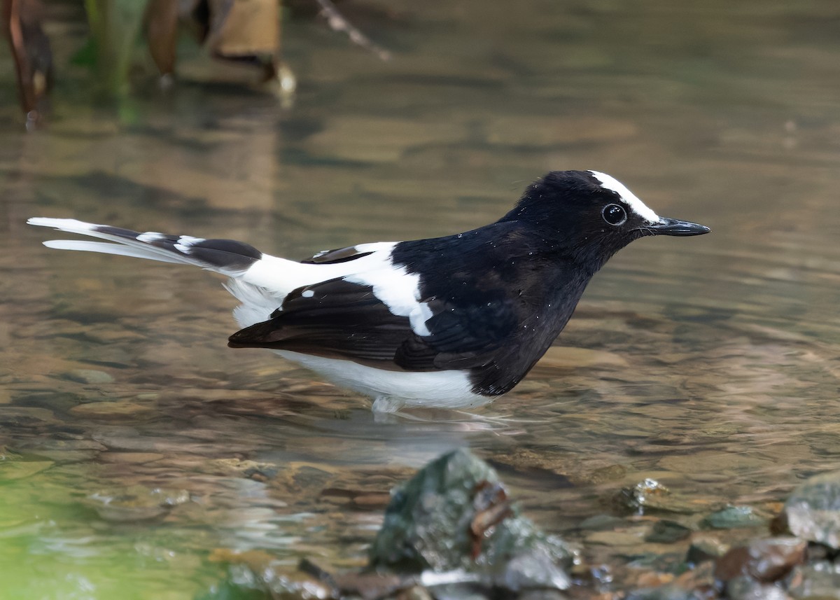 White-crowned Forktail (Malaysian) - ML627088046