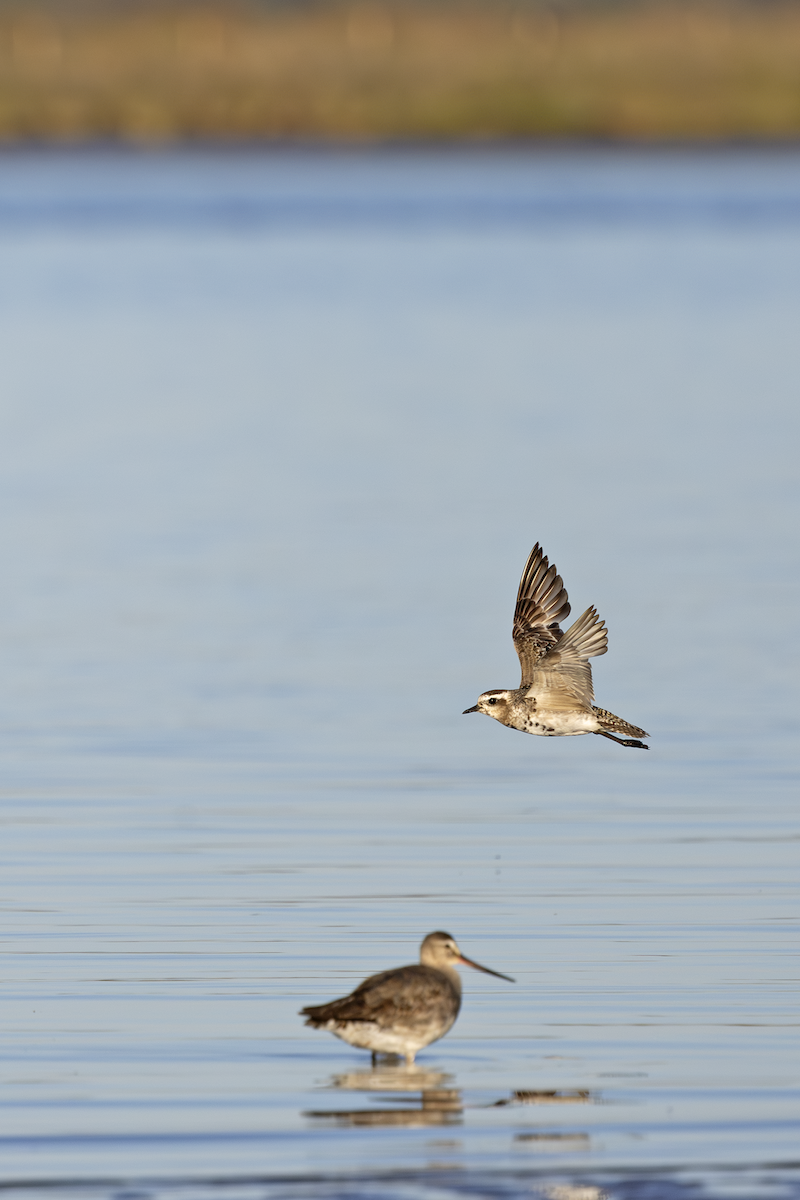 American Golden-Plover - ML627088125