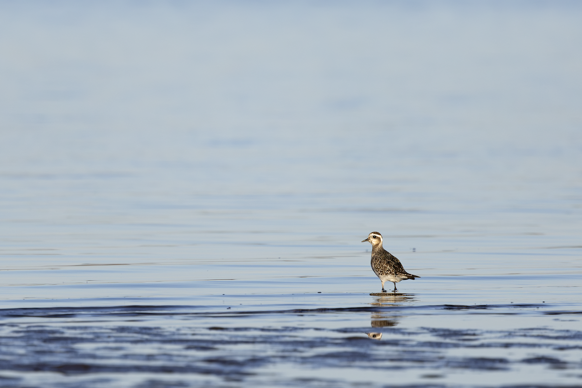 American Golden-Plover - ML627088126