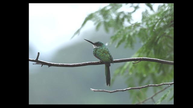 Jacamar à queue rousse - ML627088139