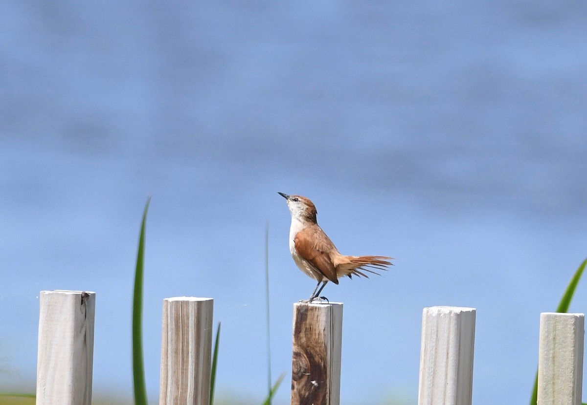 Yellow-chinned Spinetail - ML627088197