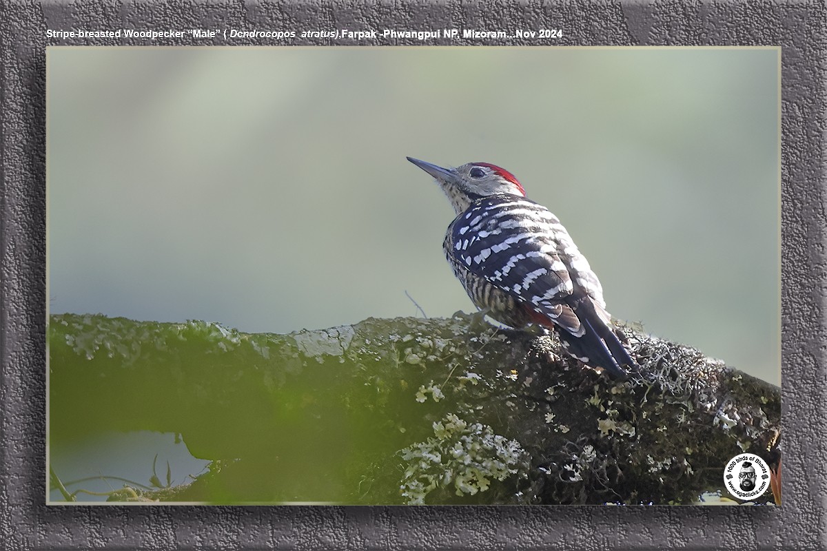 Stripe-breasted Woodpecker - ML627088229