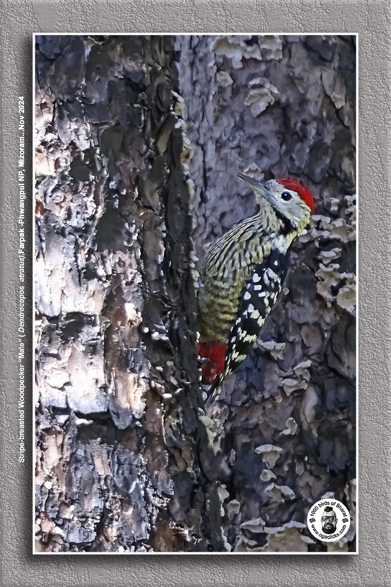 Stripe-breasted Woodpecker - ML627088230