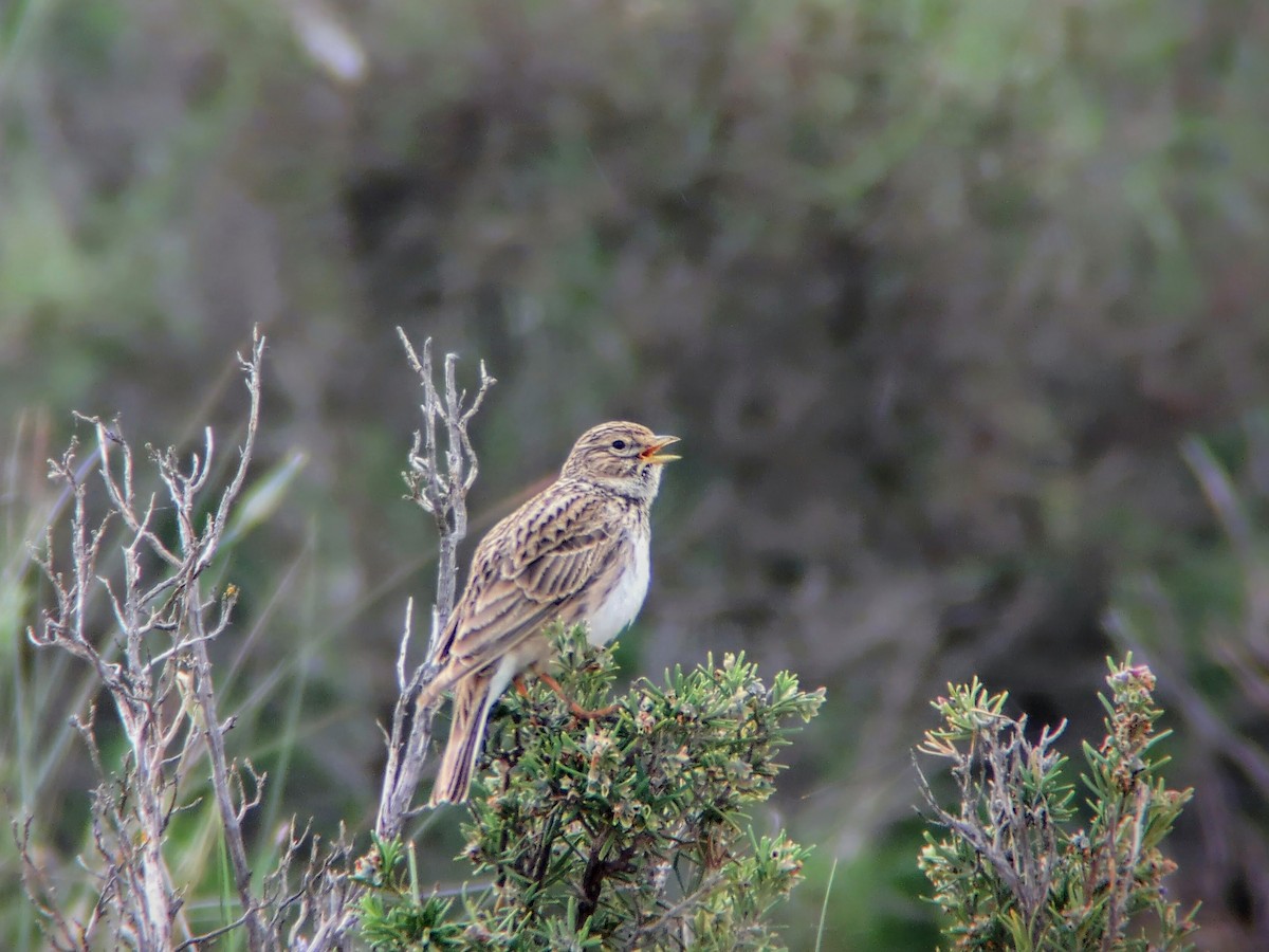 Mediterranean Short-toed Lark - ML627088277