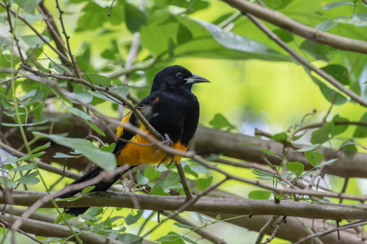 St. Lucia Oriole - ML627088456