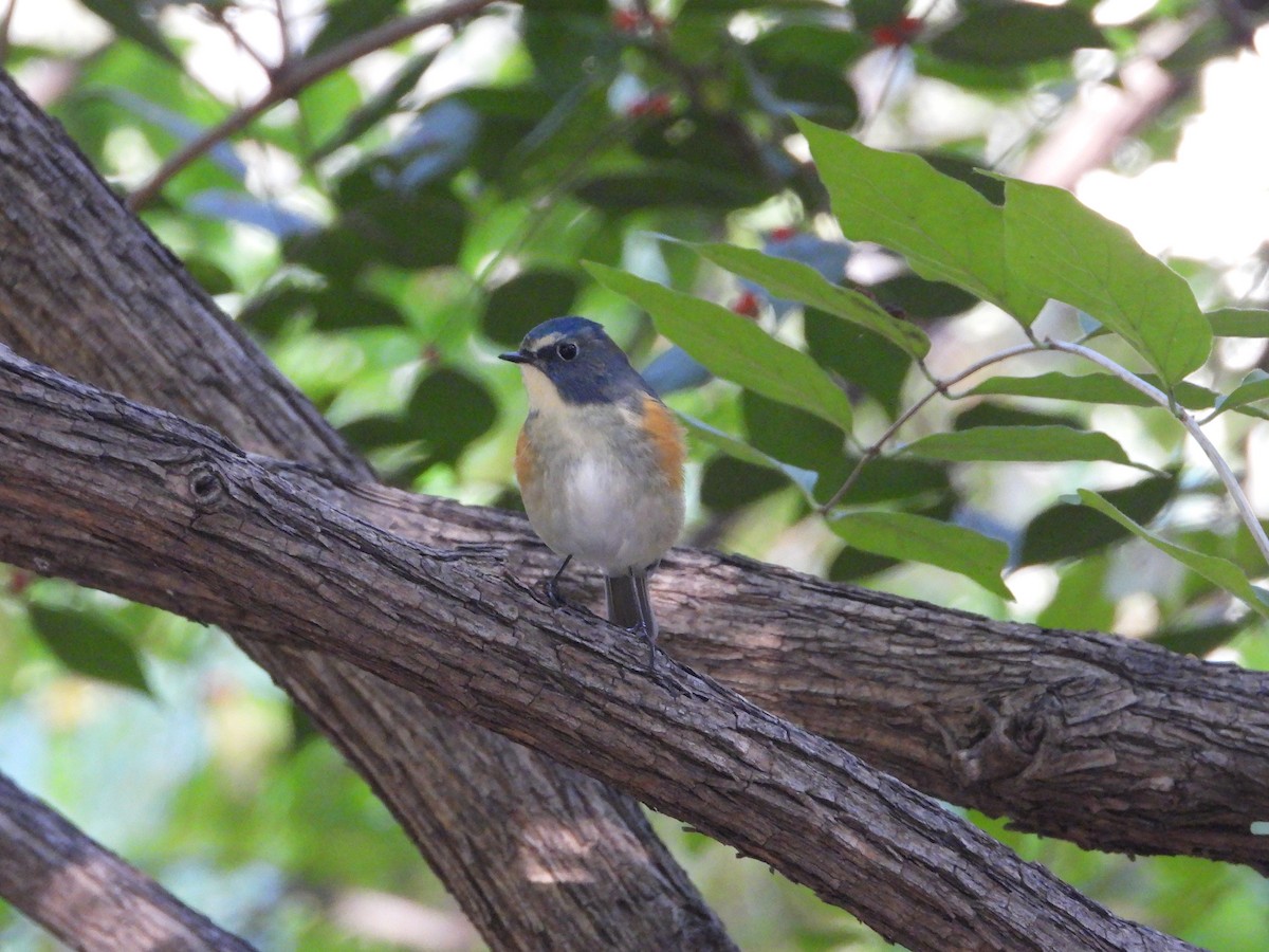 Red-flanked/Qilian Bluetail - ML627088490