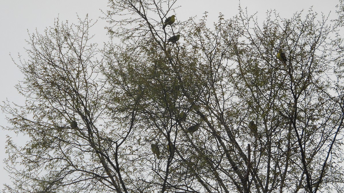 Wedge-tailed Green-Pigeon - ML627088509