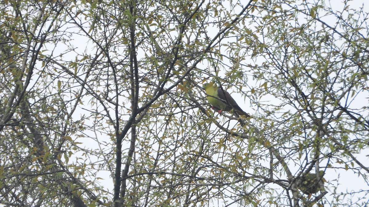 Wedge-tailed Green-Pigeon - ML627088514