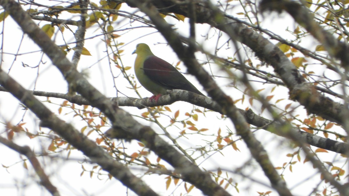 Wedge-tailed Green-Pigeon - ML627088526