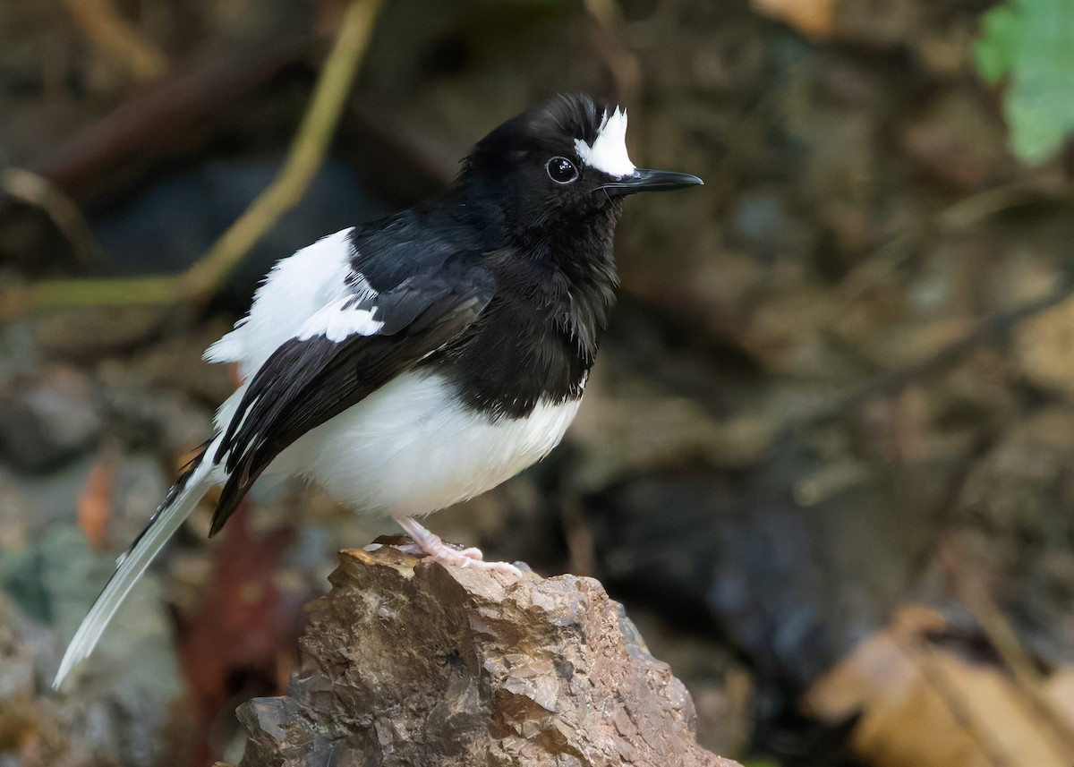 White-crowned Forktail (Malaysian) - ML627088527