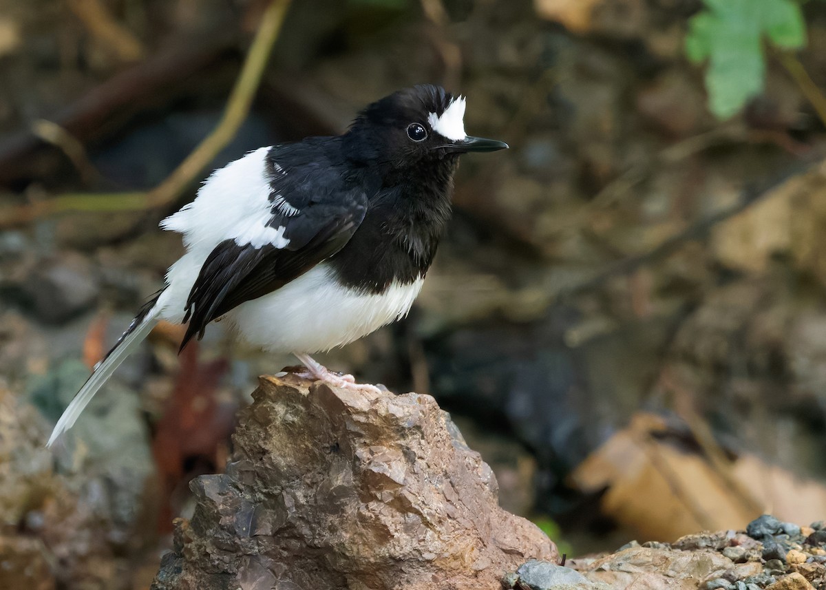 White-crowned Forktail (Malaysian) - ML627088528