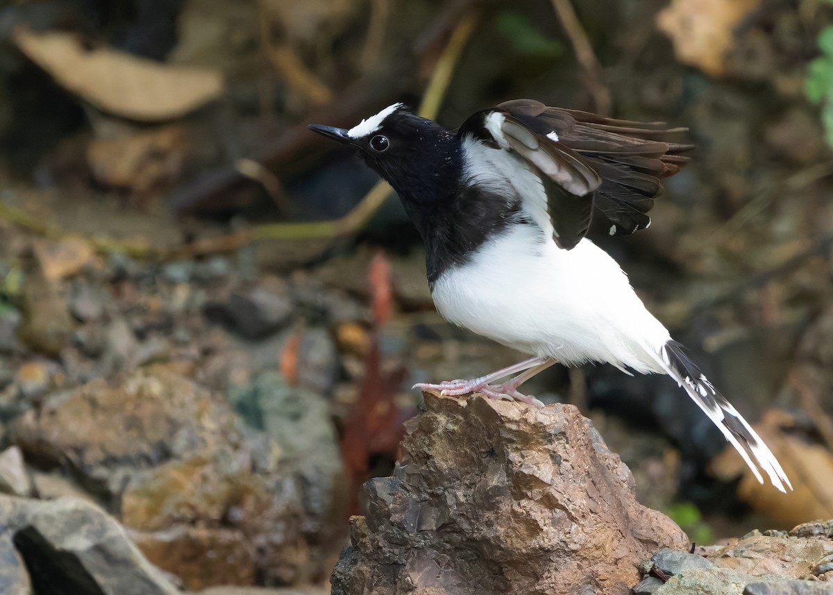 White-crowned Forktail (Malaysian) - ML627088529