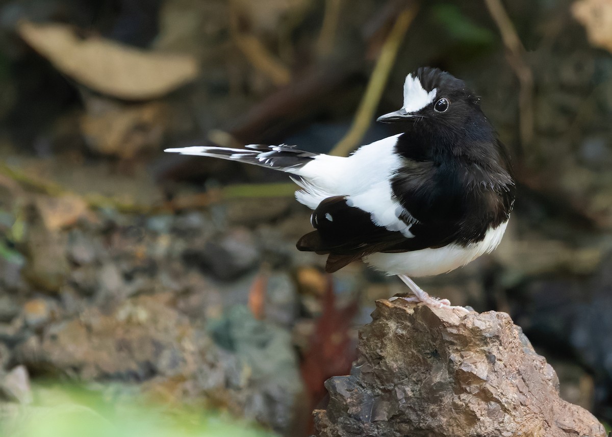 White-crowned Forktail (Malaysian) - ML627088530