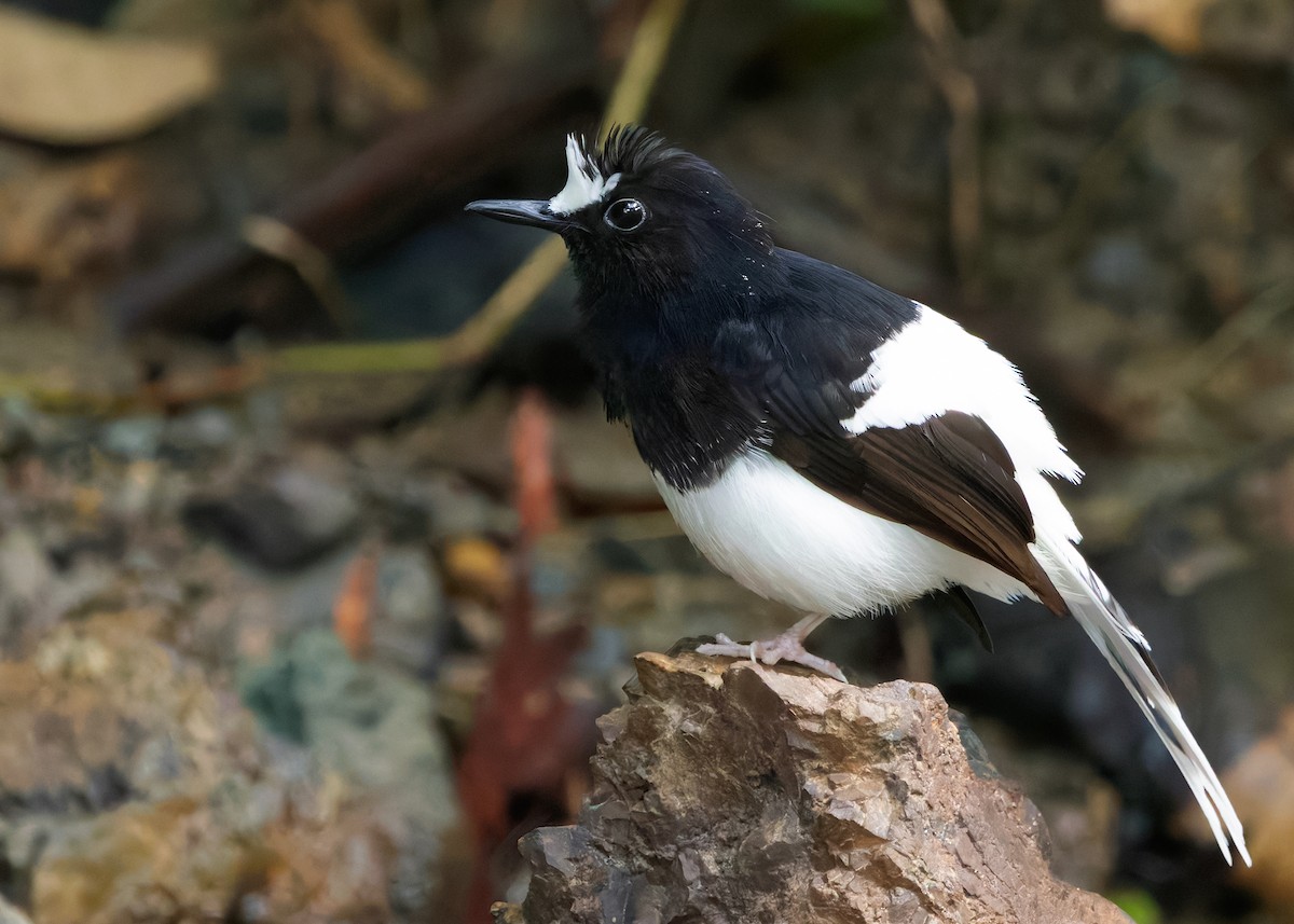 White-crowned Forktail (Malaysian) - ML627088531