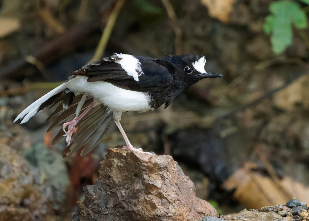 White-crowned Forktail (Malaysian) - ML627088532