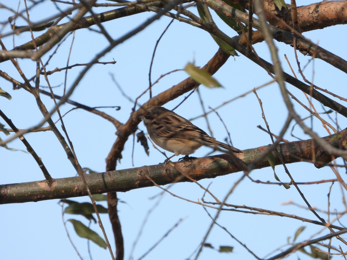 Pallas's Bunting - ML627088571