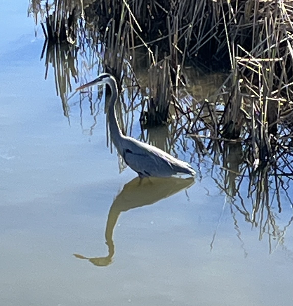 Great Blue Heron - ML627088626