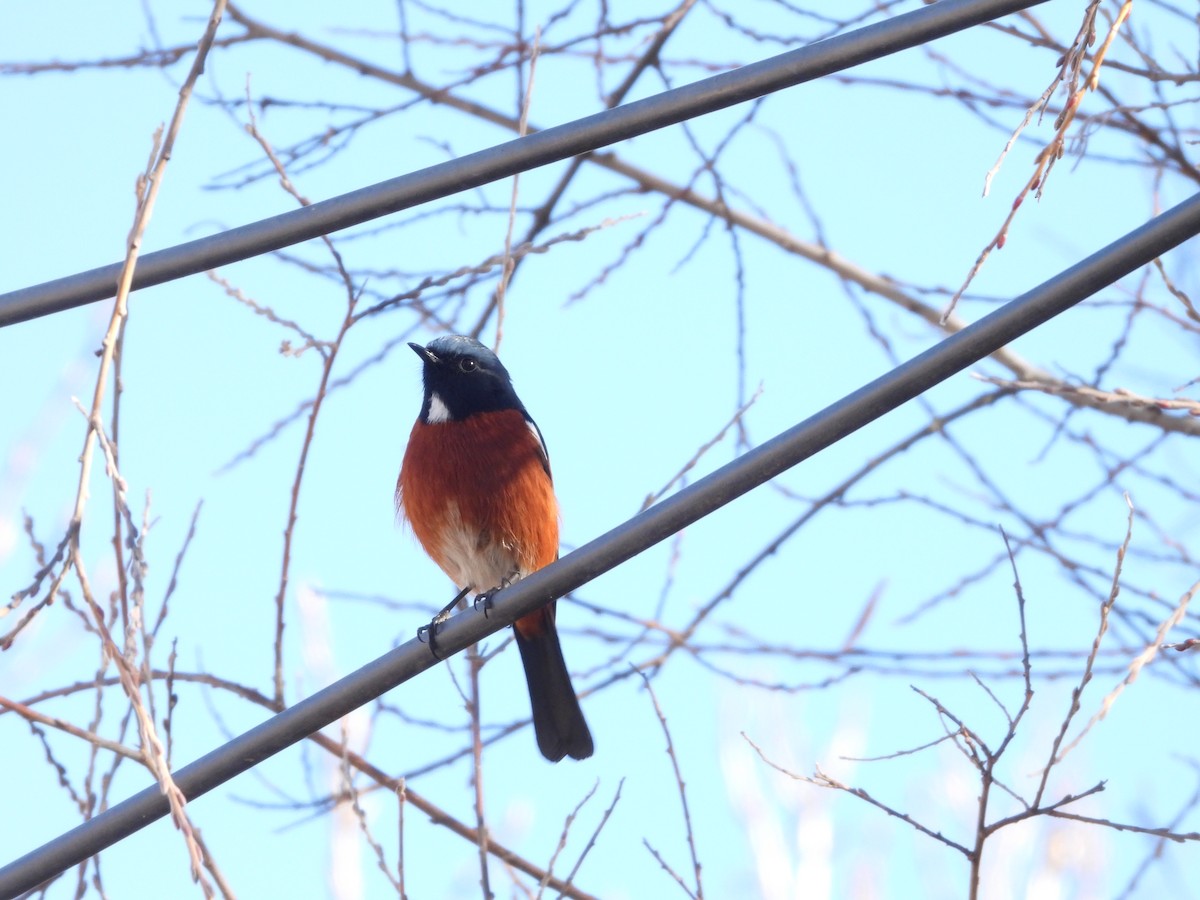 White-throated Redstart - ML627088642