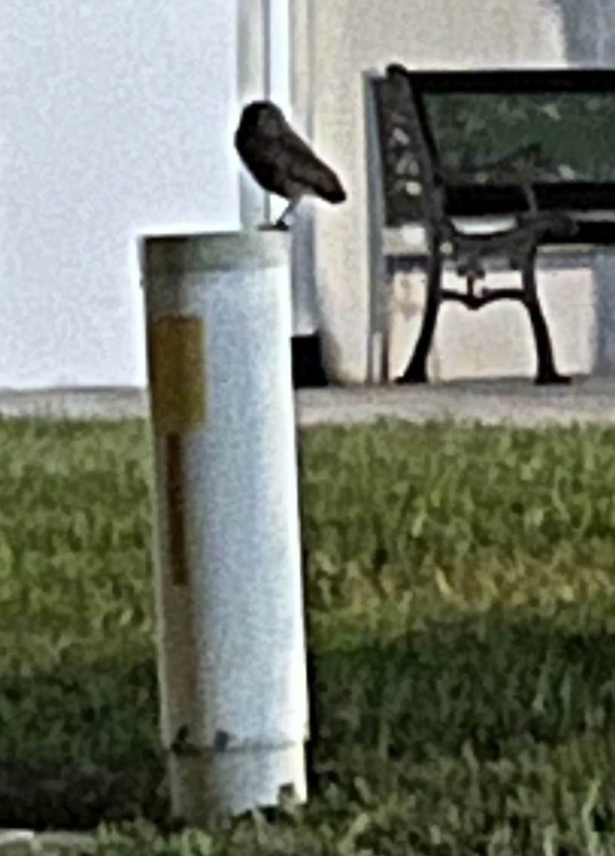 Burrowing Owl - ML627088747