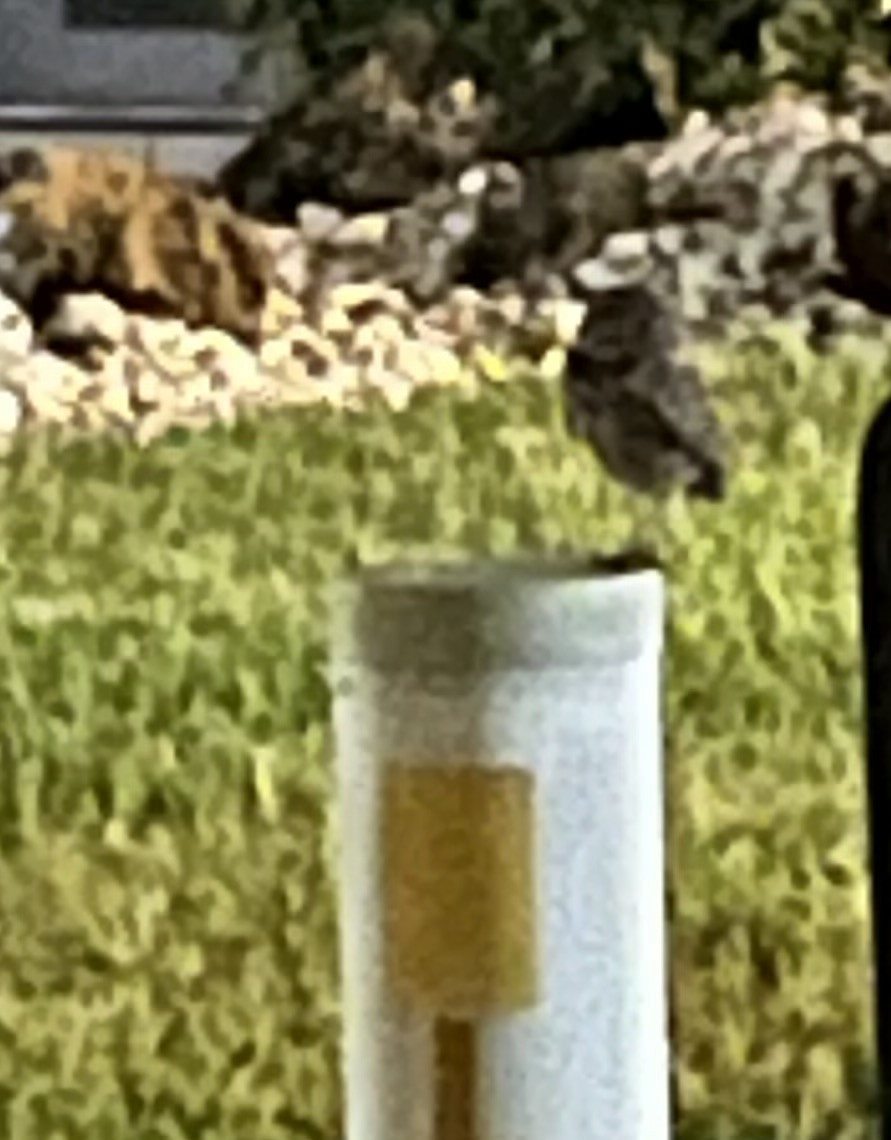 Burrowing Owl - ML627088748