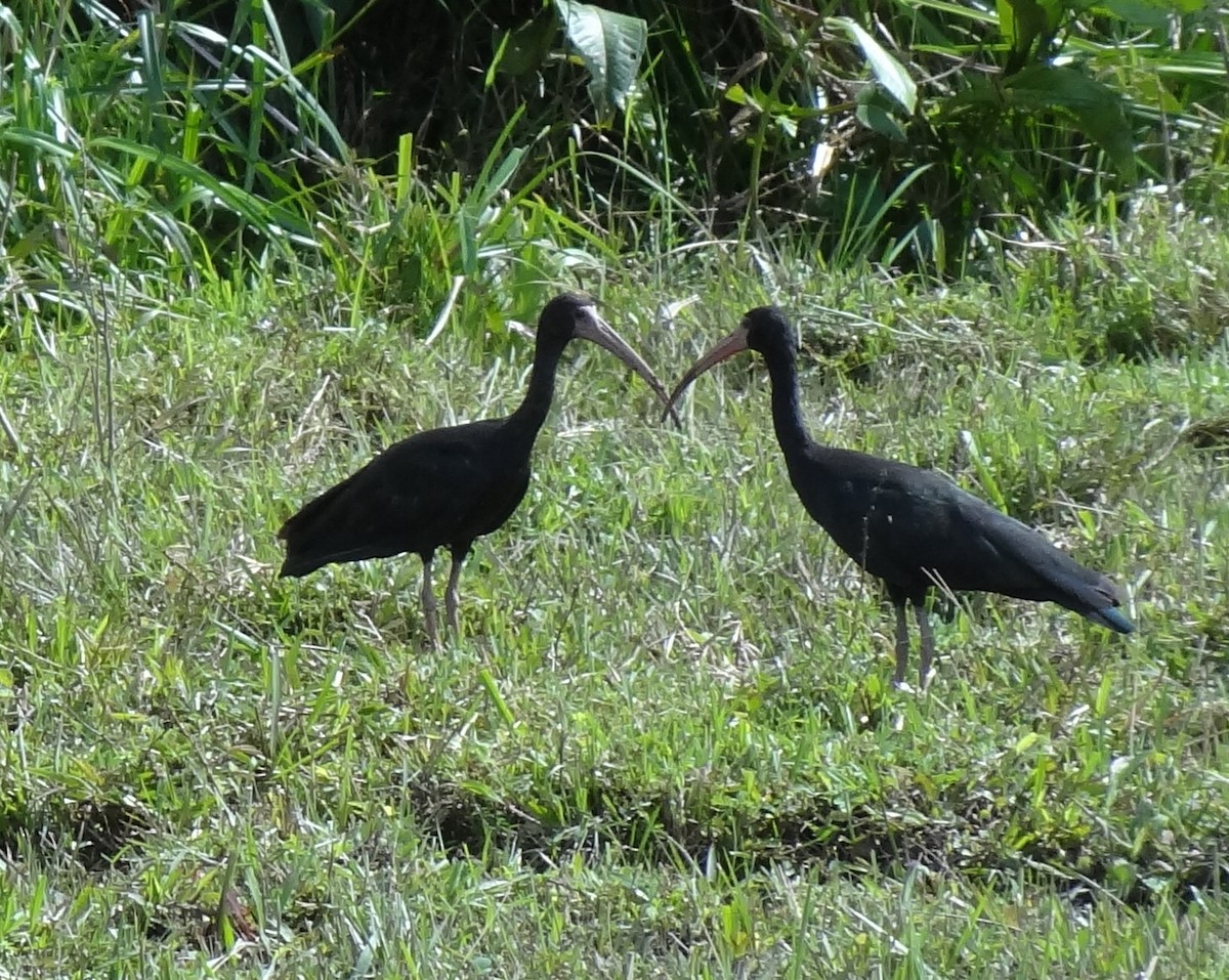 Bare-faced Ibis - ML62708881