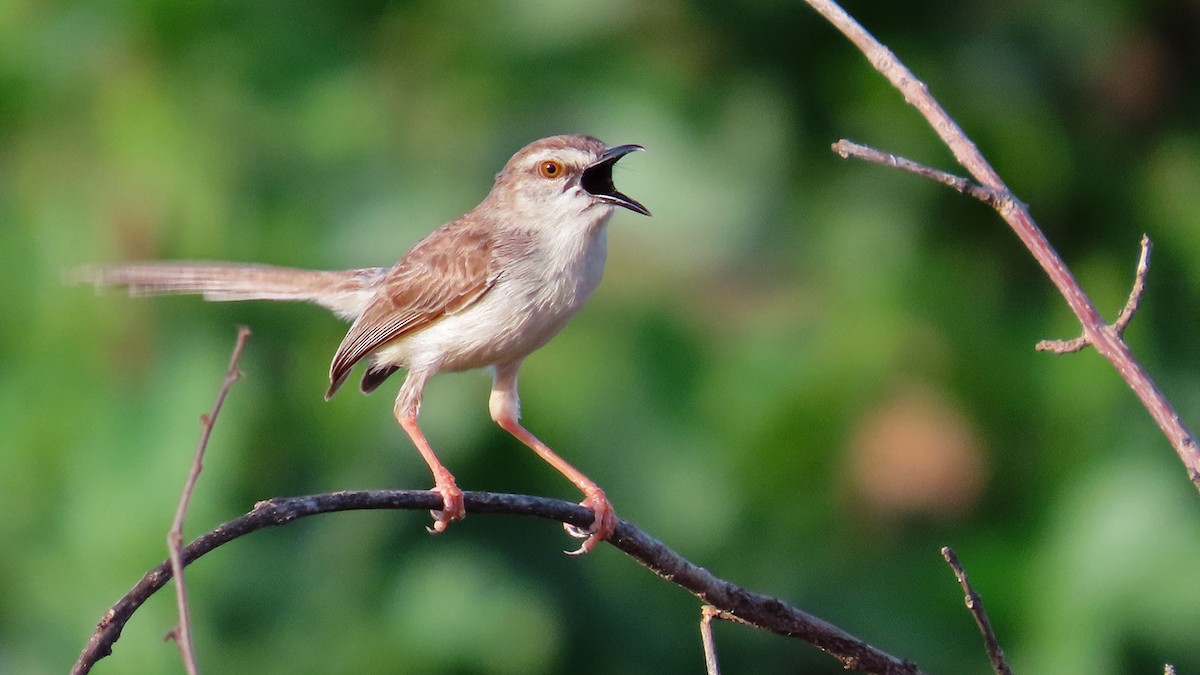 Pale Prinia - ML627088820