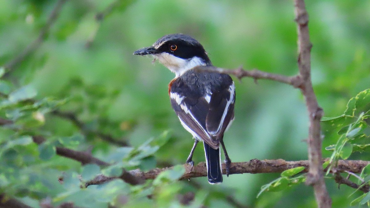 Pygmy Batis - ML627088822