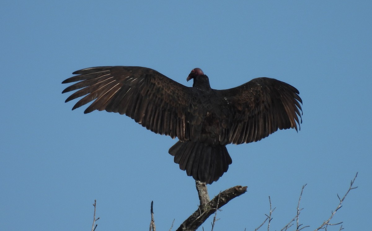 Turkey Vulture - ML627088823