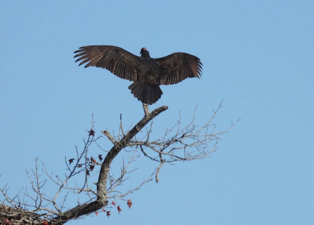 Turkey Vulture - ML627088824