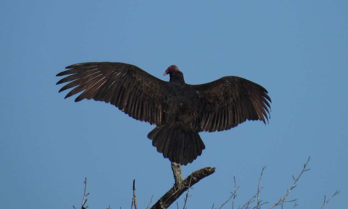 Turkey Vulture - ML627088825