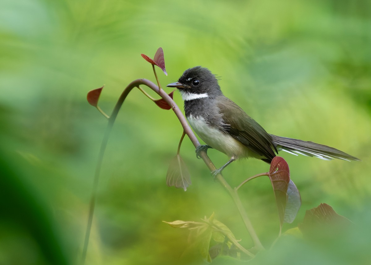 Malaysian Pied-Fantail - ML627089074