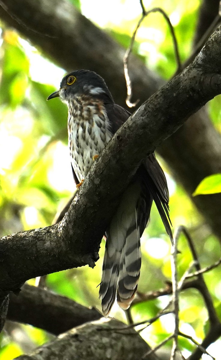 Malaysian Hawk-Cuckoo - ML627089113