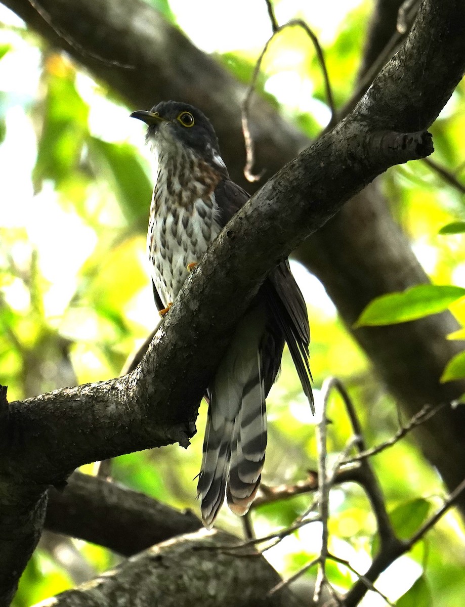 Malaysian Hawk-Cuckoo - ML627089116