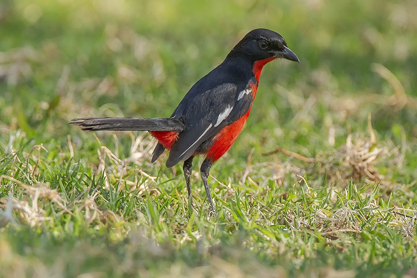 Crimson-breasted Gonolek - ML627089181