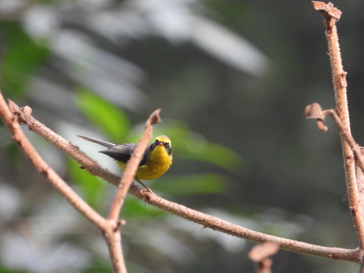 Yellow-bellied Fairy-Fantail - ML627089184