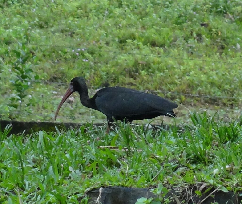 Bare-faced Ibis - ML62708921