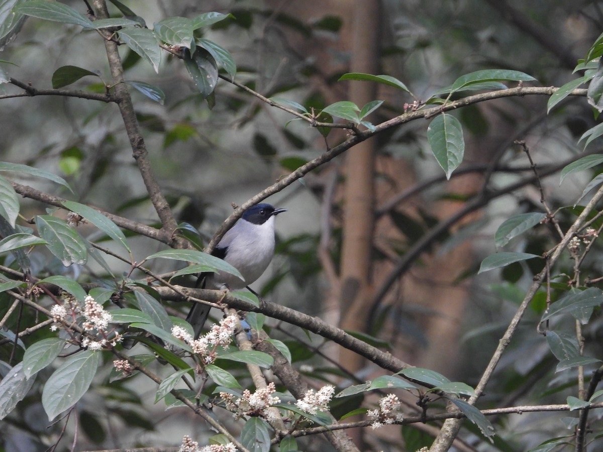 Black-headed Sibia - ML627089230