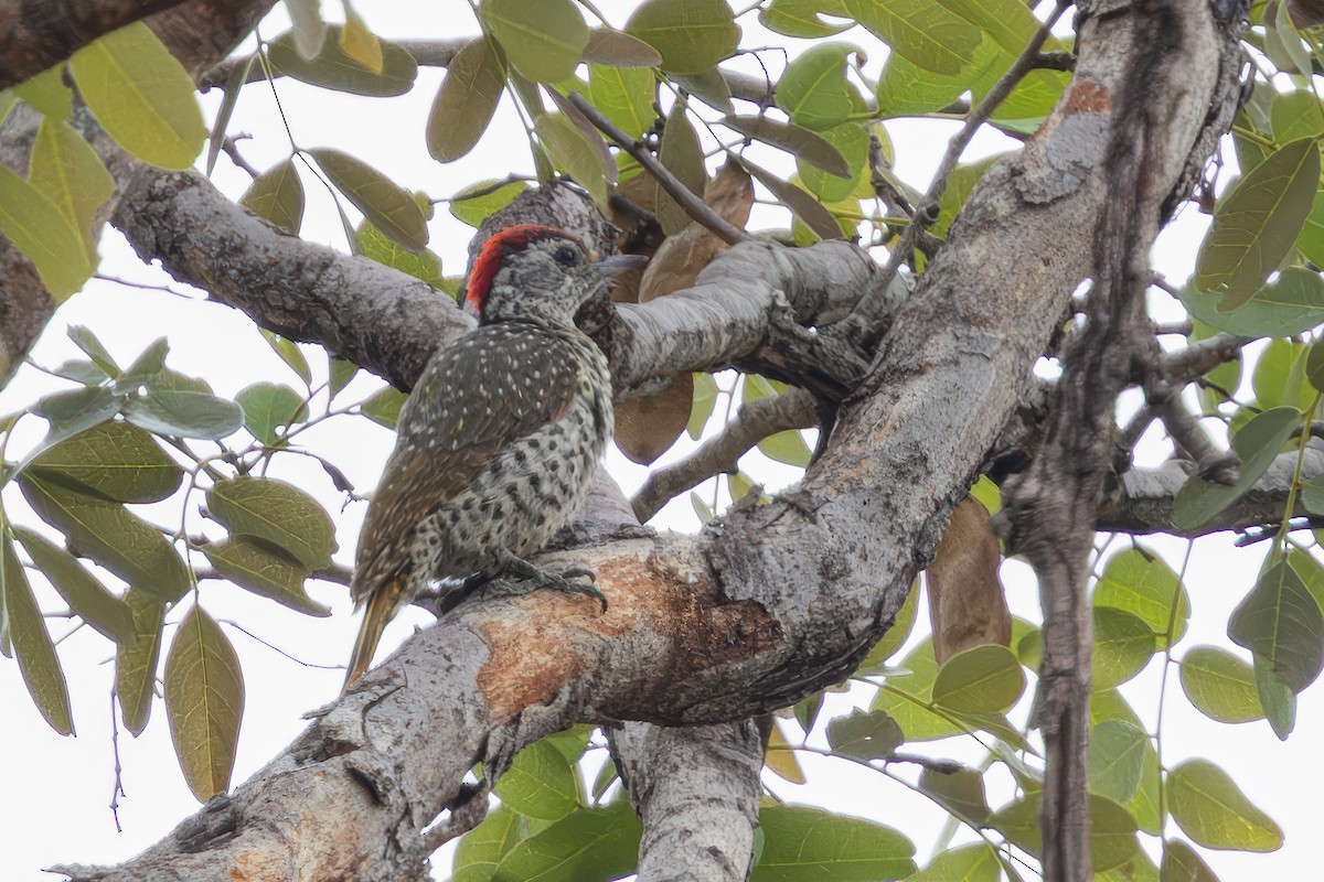 Green-backed Woodpecker (Spot-backed) - ML627089285