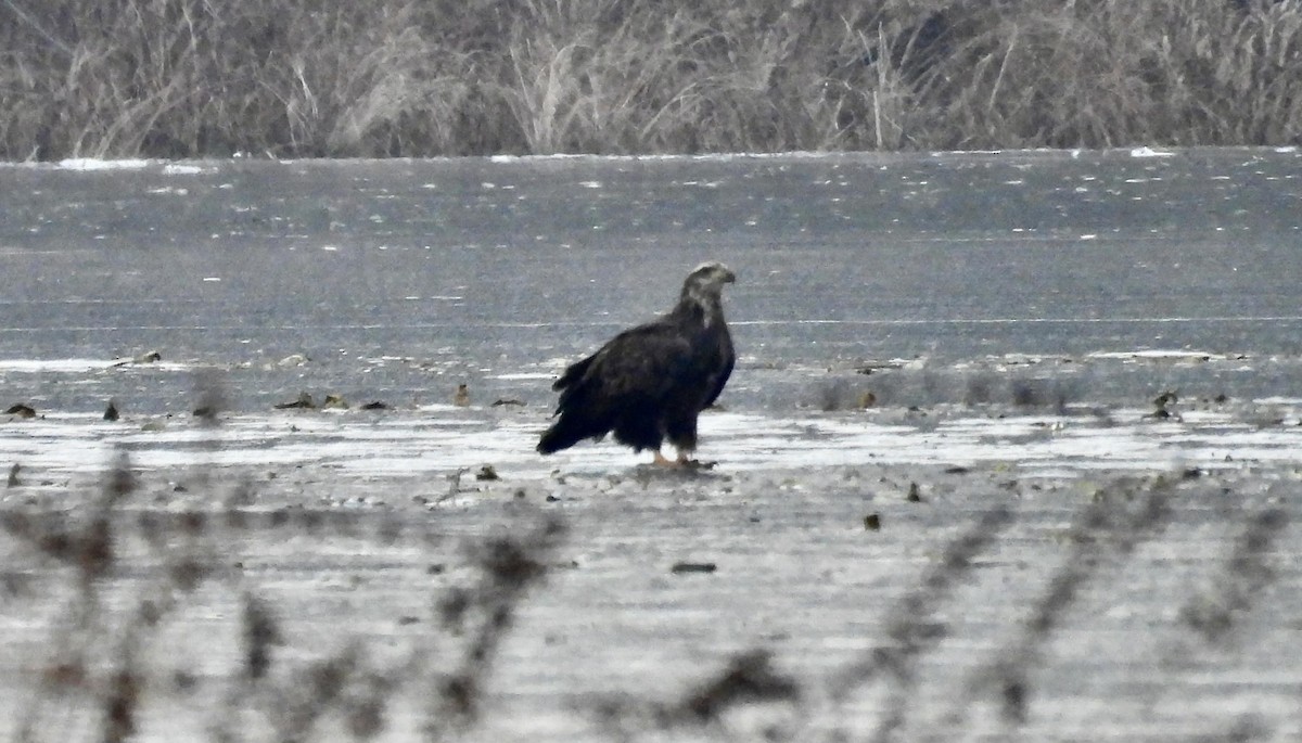 Bald Eagle - ML627089322