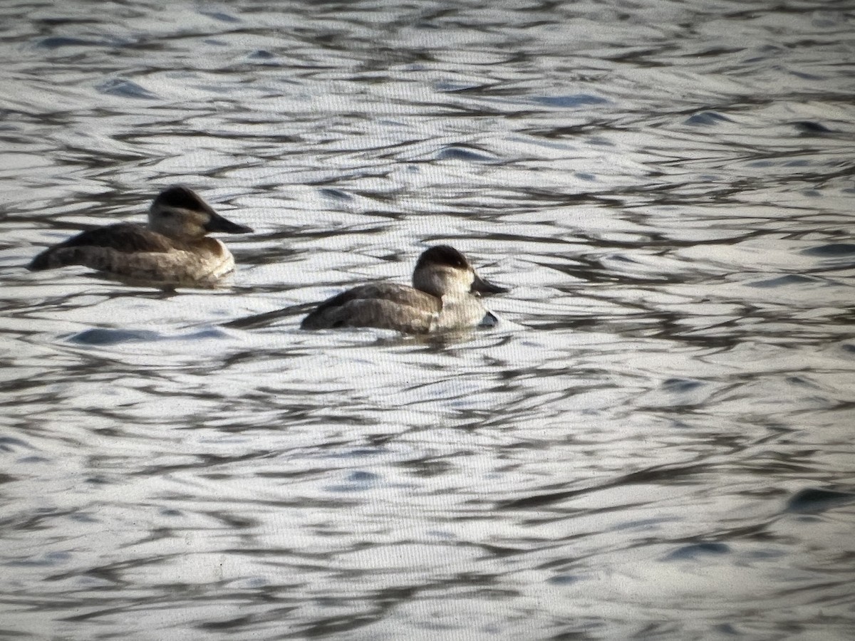Ruddy Duck - ML627089331