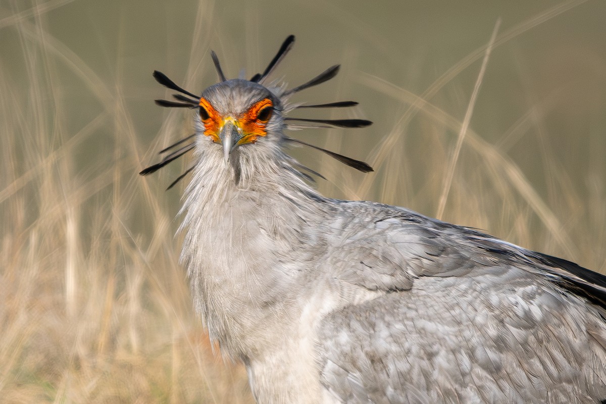 Secretarybird - ML627089554
