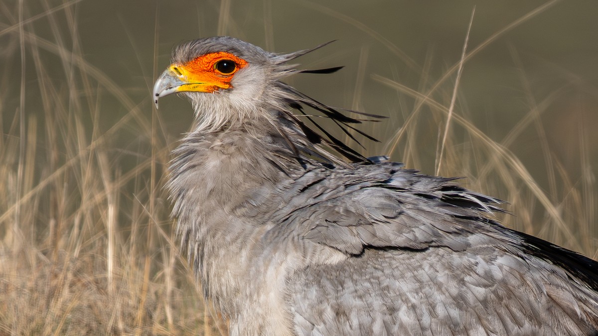 Secretarybird - ML627089555