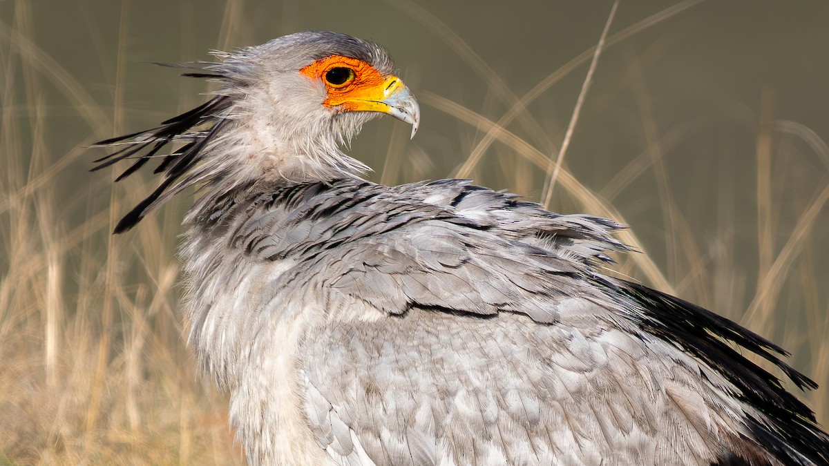 Secretarybird - ML627089556