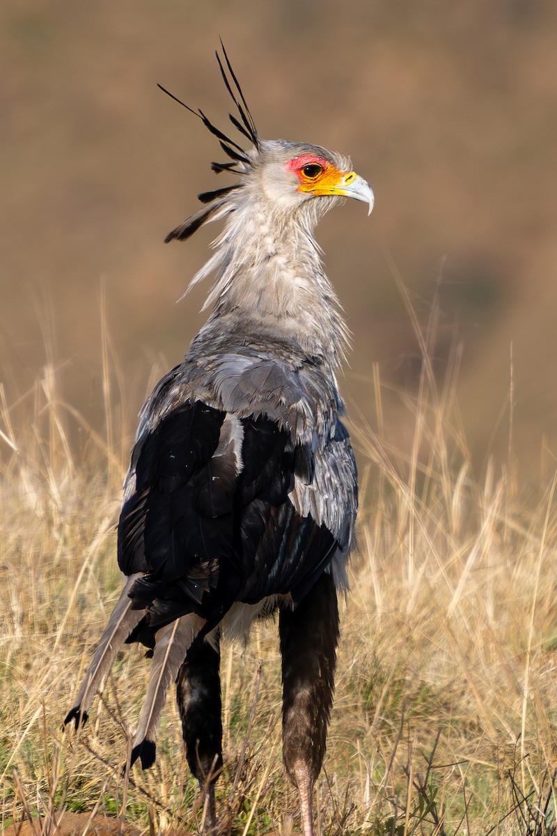 Secretarybird - ML627089557
