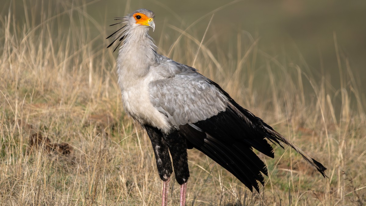 Secretarybird - ML627089558