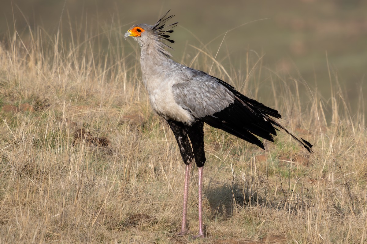 Secretarybird - ML627089559