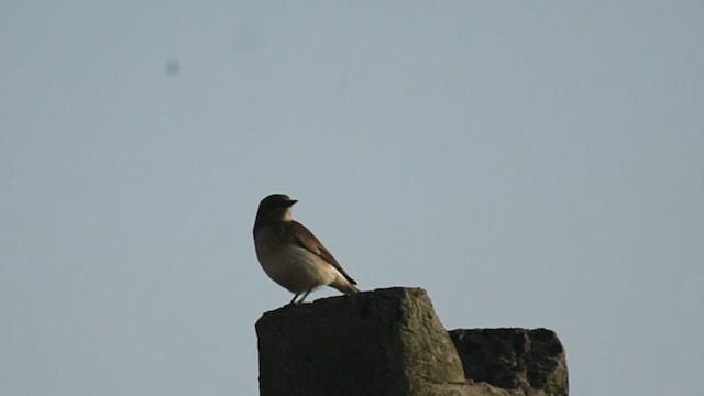 Variable Wheatear - ML627089647