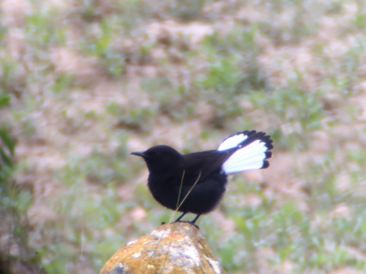 Black Wheatear - ML627089677